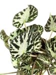 Begonia Silver Jewel - matecznik