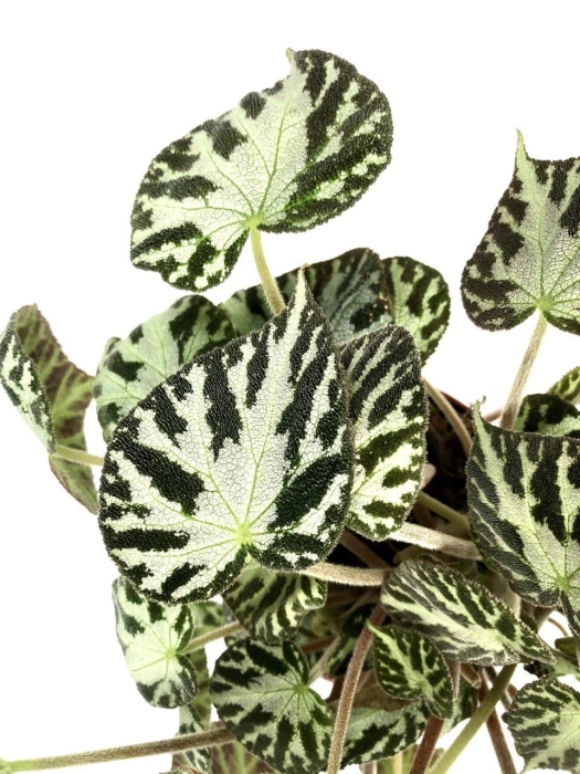 Begonia Silver Jewel - matecznik