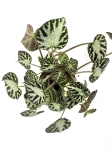 Begonia Silver Jewel - matecznik