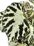 Begonia Silver Jewel