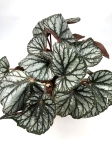Begonia King