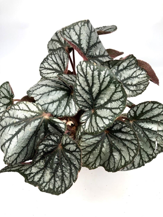 Begonia King