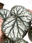 Begonia King