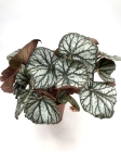 Begonia King
