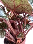 Begonia King