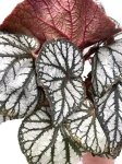 Begonia King