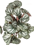 Begonia King