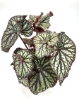 Begonia Spiralis
