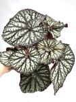 Begonia Spiralis 