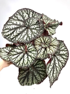 Begonia Spiralis