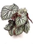 Begonia Spiralis 
