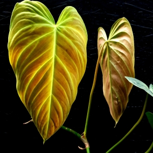  Philodendron melanochrysum x verrucosum