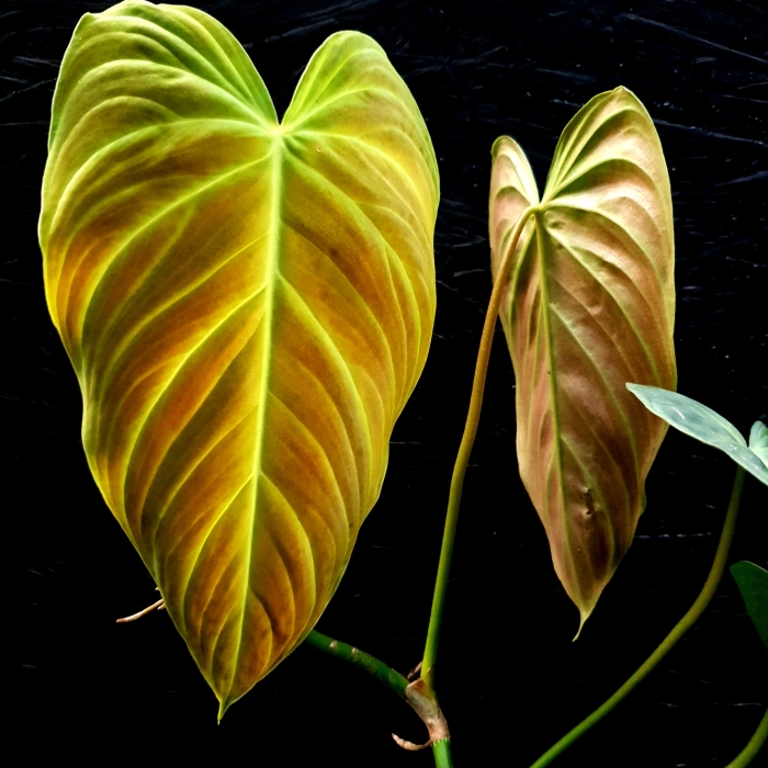 Ph. melanochrysum x verrucosum