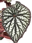 Begonia Spiralis 