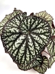 Begonia Spiralis 