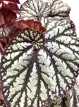 Begonia Spiralis - liść