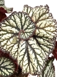 Begonia Spiralis 