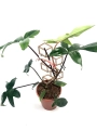 Philodendron florida ghost hybrid - dorosła roślina
