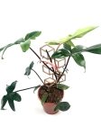 Philodendron florida ghost hybrid - dorosła roślina