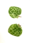 Rhaphidophora Cryptantha - cięty węzeł