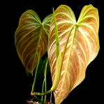 Ph. melanochrysum x verrucosum