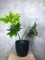Thaumatophyllum bipinnatifidum - XL