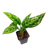 Aglaonema Maria M