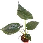Alocasia wentii - M