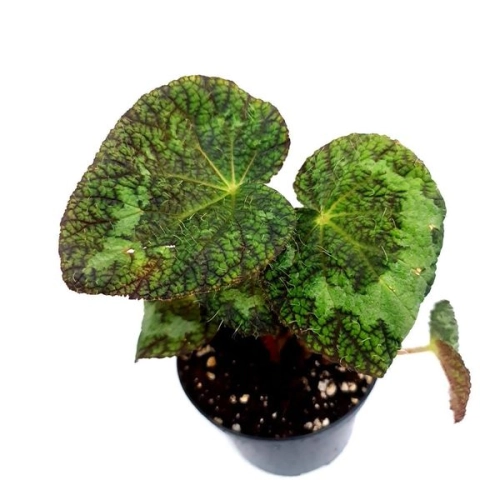 Begonia Sizemoreae