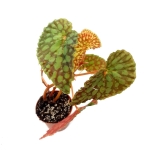Begonia chlorosticta - L