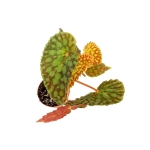 Begonia chlorosticta - L