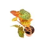 Begonia chlorosticta - L