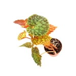 Begonia chlorosticta - L