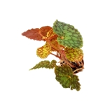 Begonia chlorosticta - L