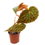 Begonia chlorosticta - L