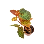 Begonia chlorosticta - L