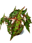 Begonia amphioxus