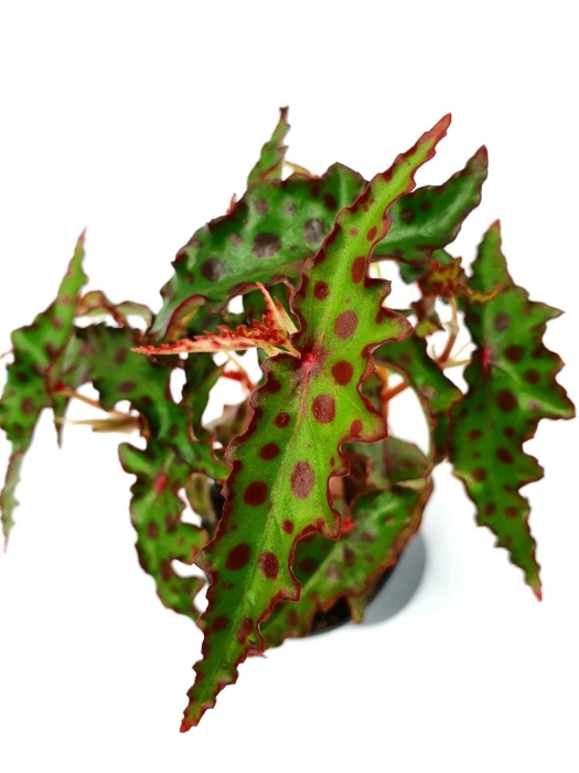 Begonia amphioxus