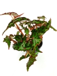 Begonia amphioxus