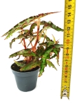 Begonia amphioxus - S