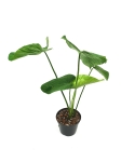 Philodendron roseocataphyllum (montanum)l