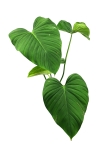 Philodendron roseocataphyllum (montanum)l