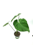 Philodendron roseocataphyllum (montanum)l