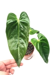 Anthurium recavum - starsza roślina