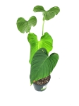 Philodendron roseocataphyllum (montanum) nr1