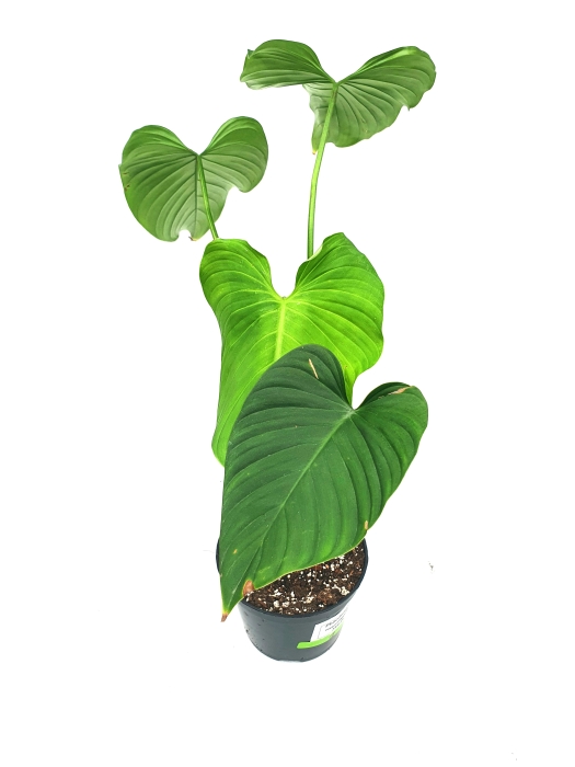 Philodendron roseocataphyllum (montanum) nr1
