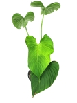 Philodendron roseocataphyllum (montanum) nr1