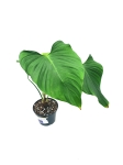 Philodendron roseocataphyllum (montanum) nr1