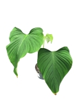 Philodendron roseocataphyllum (montanum) nr1