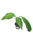 Anthurium Microphyllum nr 1